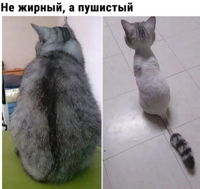 Коты и Кошки