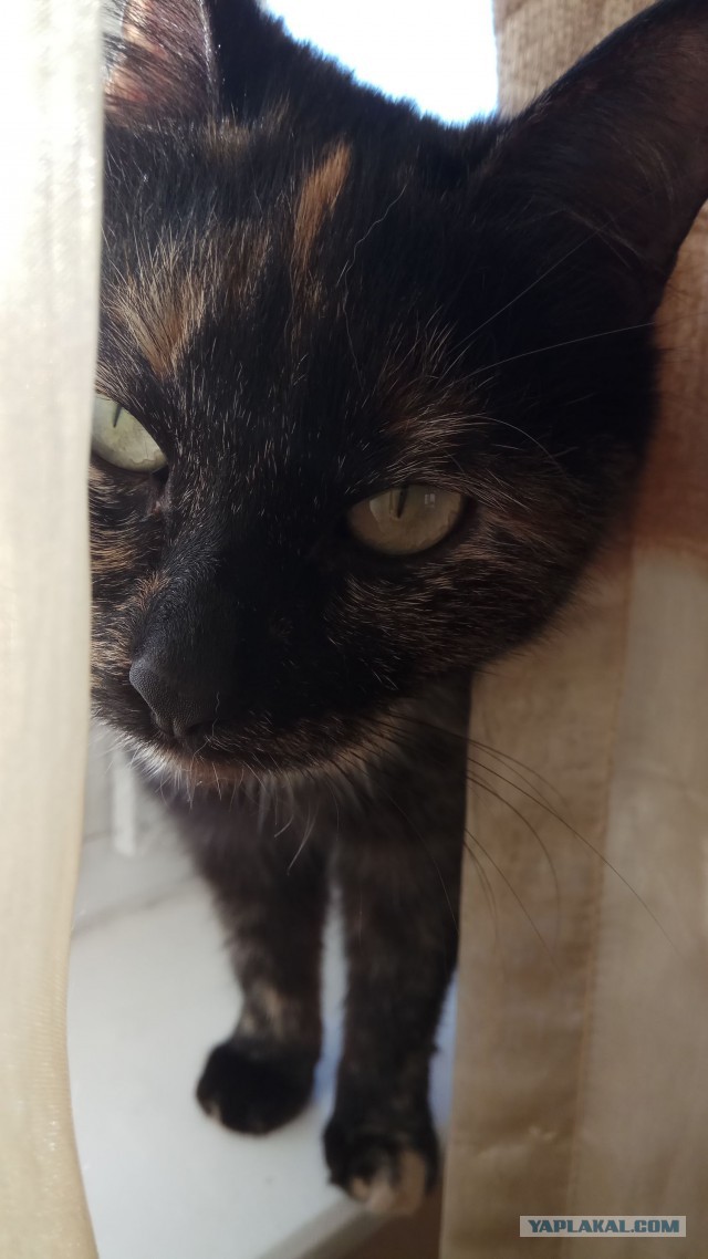 Котовторник  14.11.2017