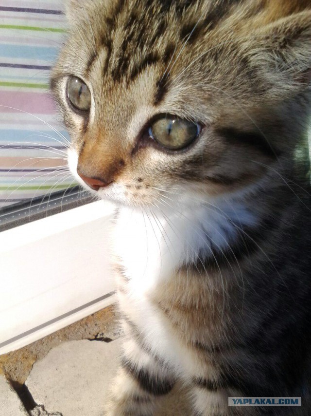 Спас кота