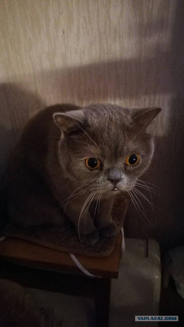 Котовторник 02.01.2018