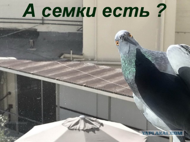 Подборка интересных и веселых картинок