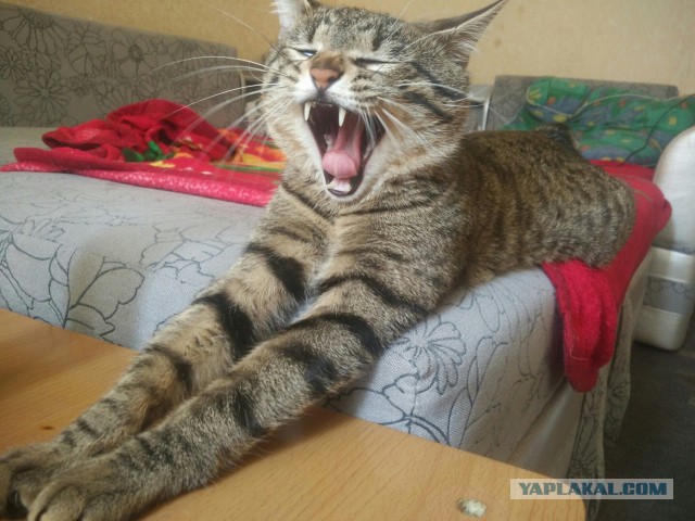 Котовторник 20.02.18