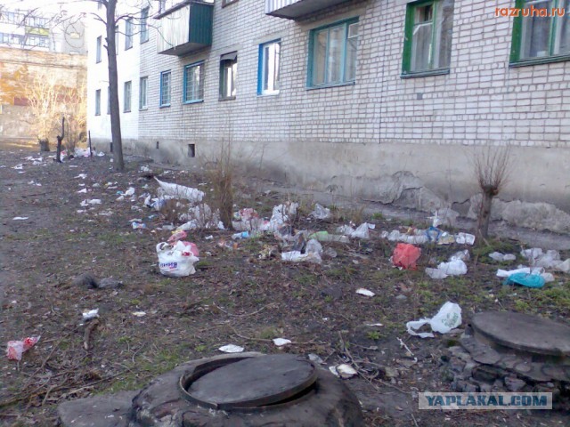 Как заставить владельцев собак убирать за ними