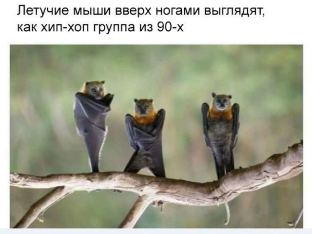 Смешные комментарии из социальных сетей 16.03.2018