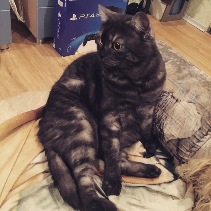 Котовторник 20.03.2018