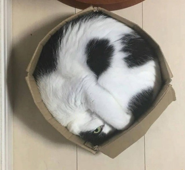 Прикольных котов пост