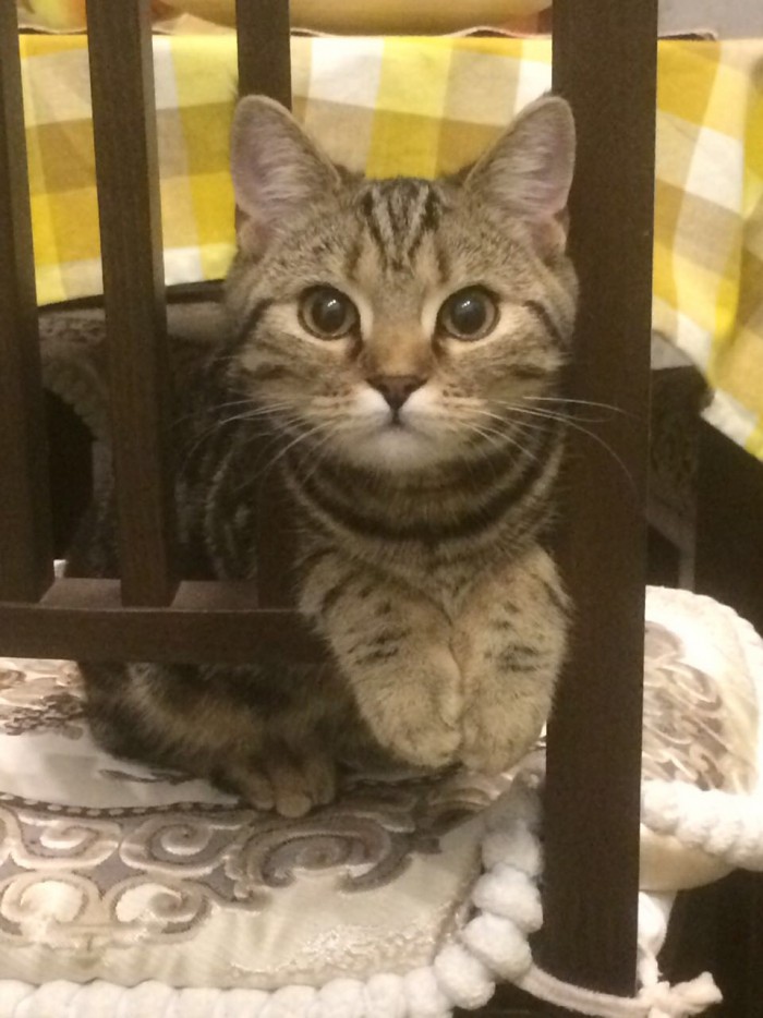 Котовторник ждали? А вот и он!