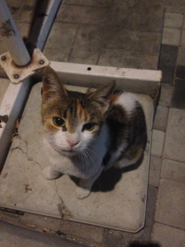 Крымские каникулы. Котовторник