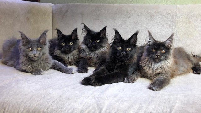 Котовторник 19.06.2018