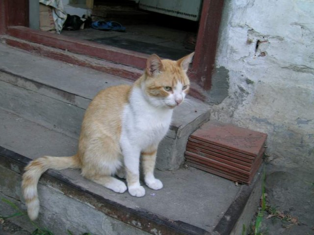 Прикольные коты на среду! ОЧЕНЬ МНОГО! Часть 2