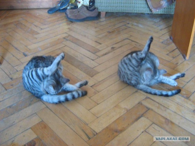 УРРААА ! Котовторник на ЯПлакалъ !