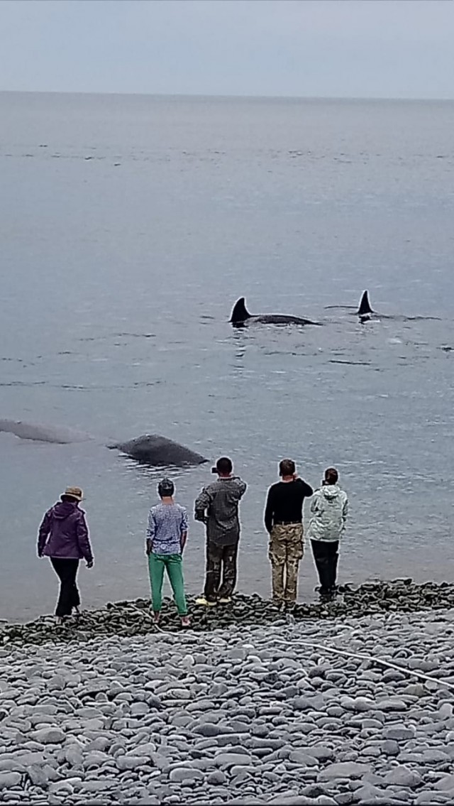 В Магадане косатки атакуют кита