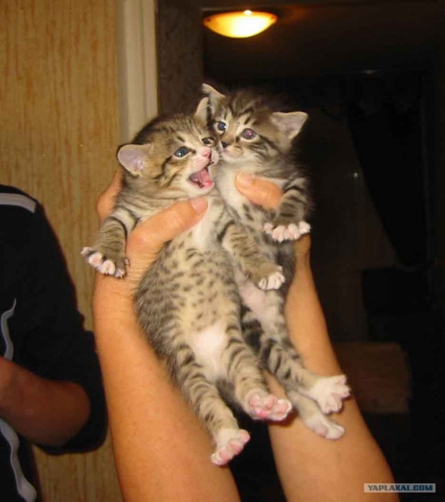 Lolcats - котовторник 33 лолокота!