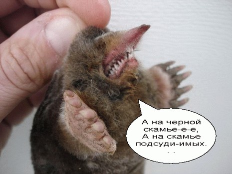 Вот сейчас вывернусь - и писец тебе!