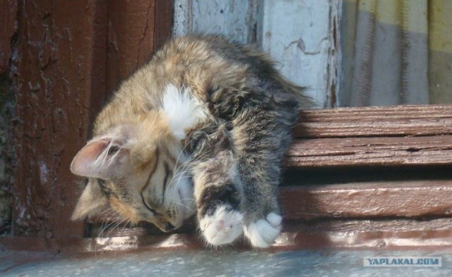 Сегодня котовторник, а котиков все нет