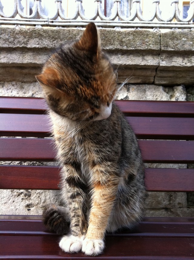 Коты Босфора
