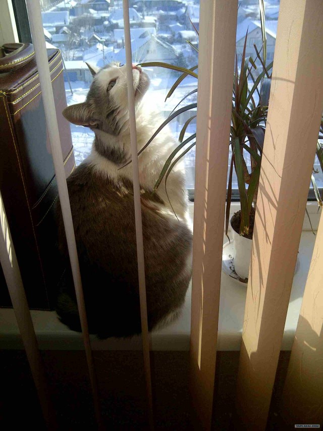 Котовторник (07.02.2012)
