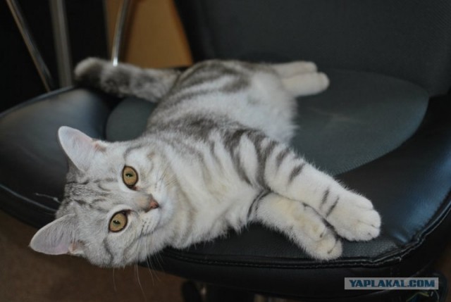 Котовторник 24.04.2012