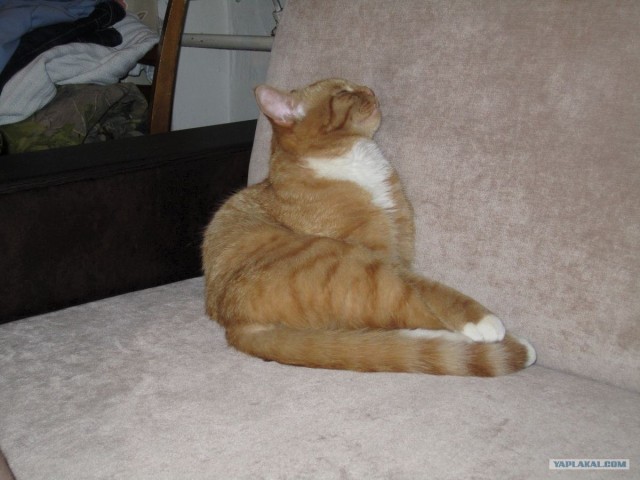Котовторник   5.06.2012