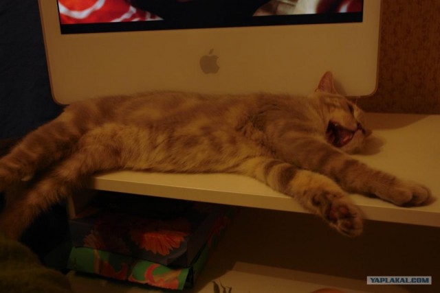 Котовторник  19.06.2012