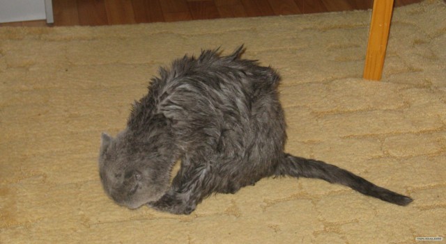 Котовторник 03 07 2012