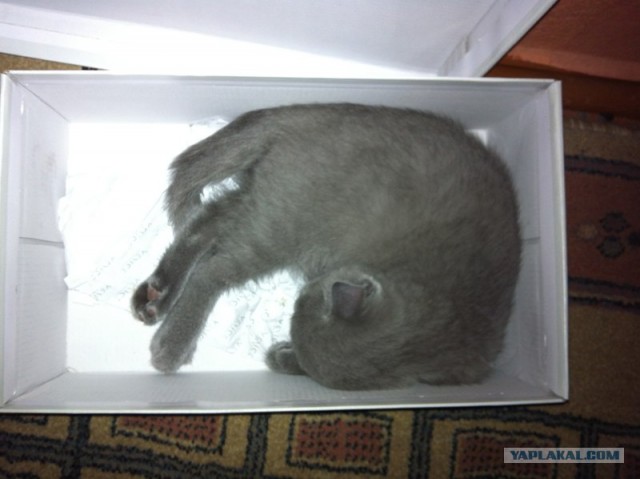 Котовторник 31.07.2012 г.