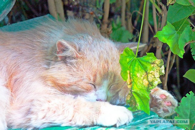 Котовторник ( 23.10. 2012. )