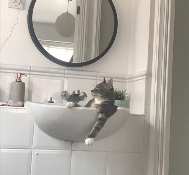 Прикольных котов пост