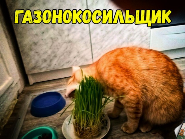 Прикольные картинки абавсём
