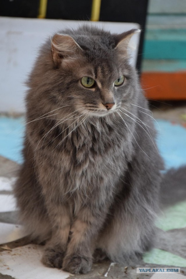 Котовторник 18.06.2019
