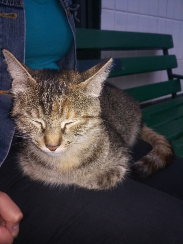 Забавные фото котеек
