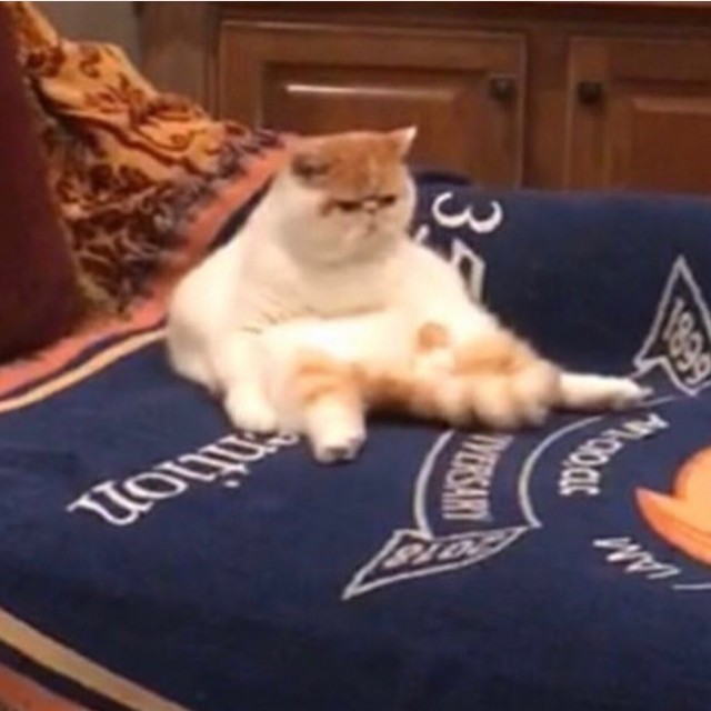 Забавные фото котеек