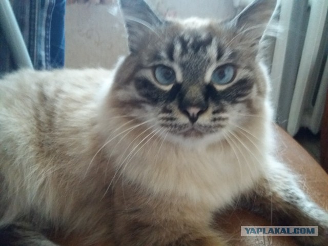 Котовторник. Начало.