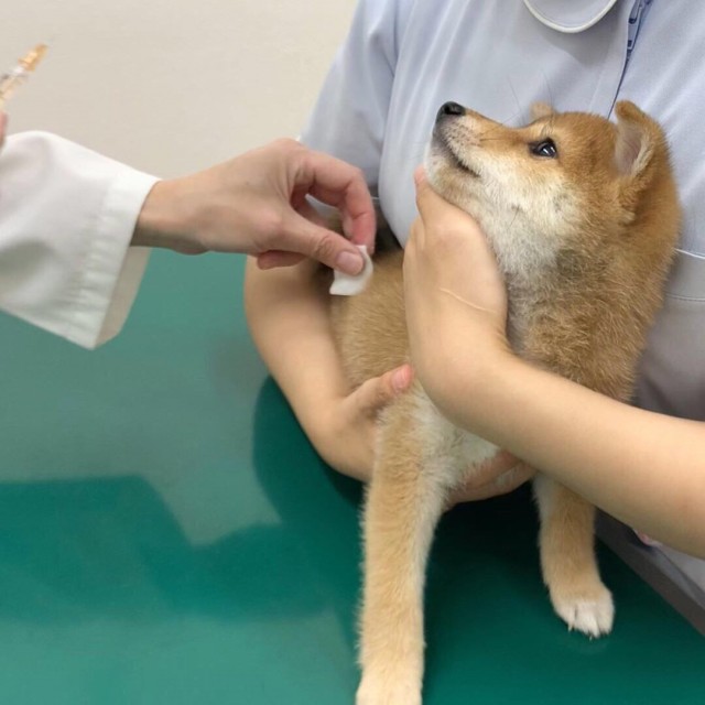 Живность из сети