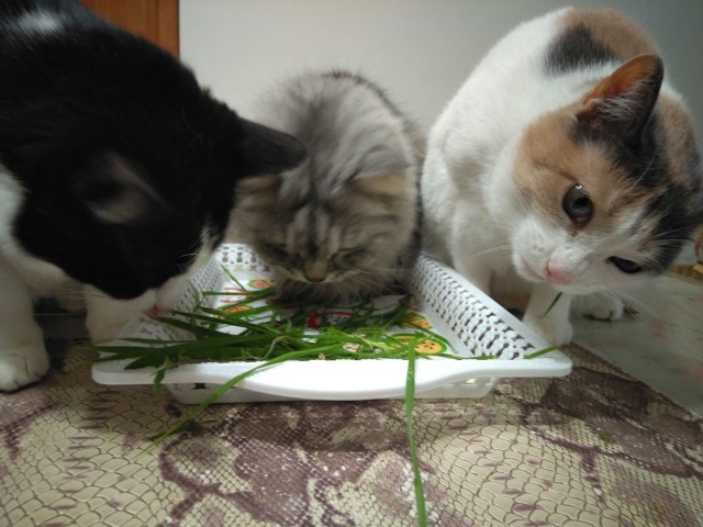 Котовторник 28.01.2020