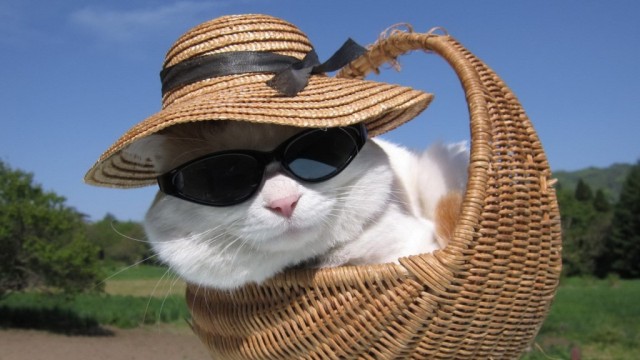 Смешные коты 25.08.20