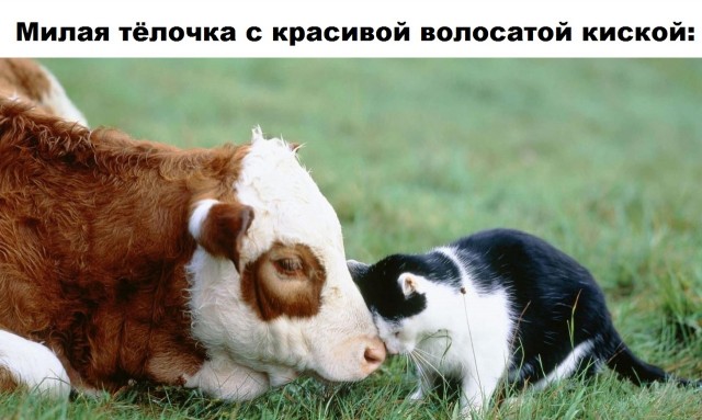 Картинки и мемы для настроения 009