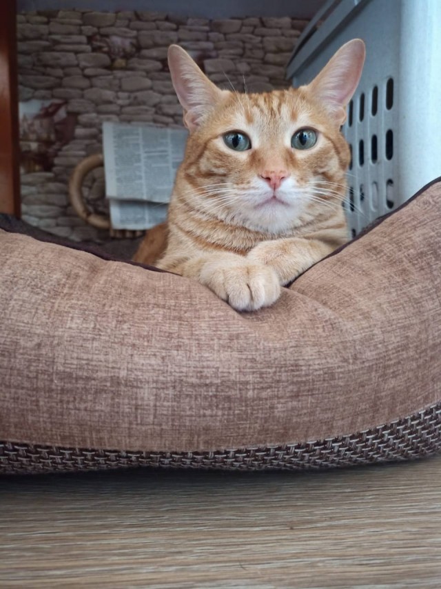 Котовторник!