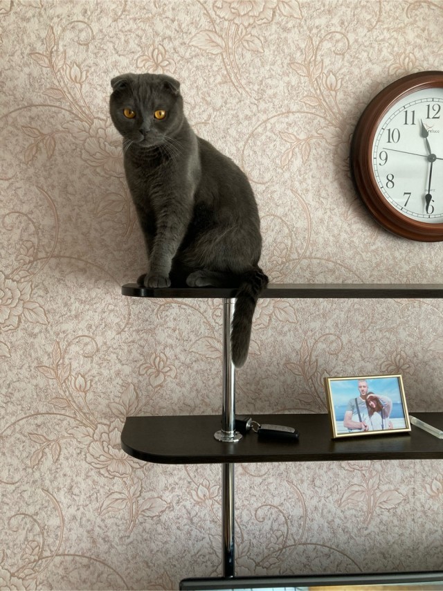 Котовторник!