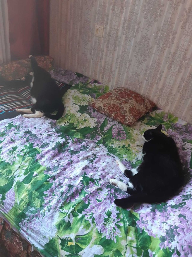 Подборка всякой живности