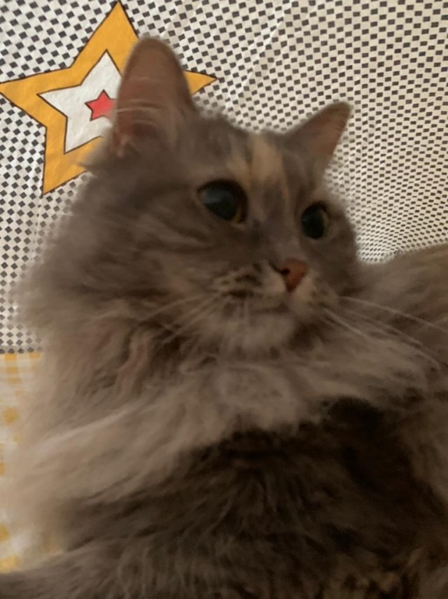 Хоба! Котовторник!