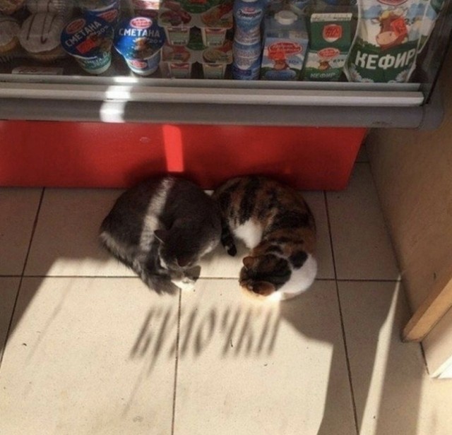 Картинки и мемы для настроения 04.08.2021