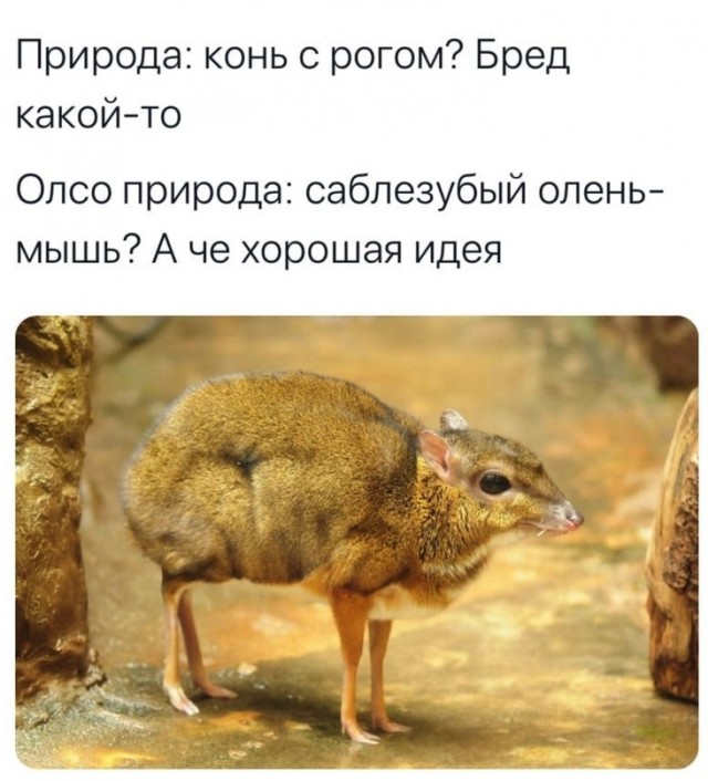 Весёлый полтишок 20.09.