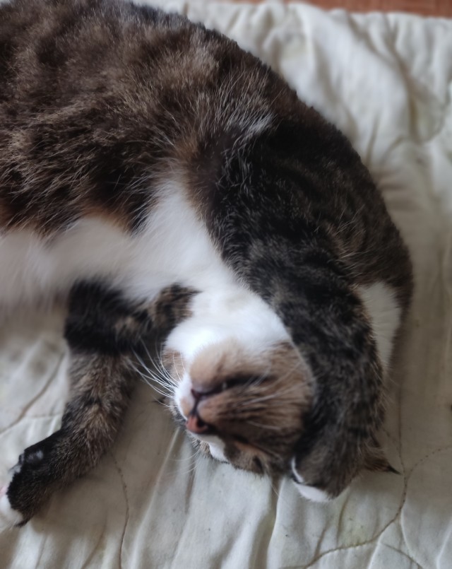 Котовторник так котовторник
