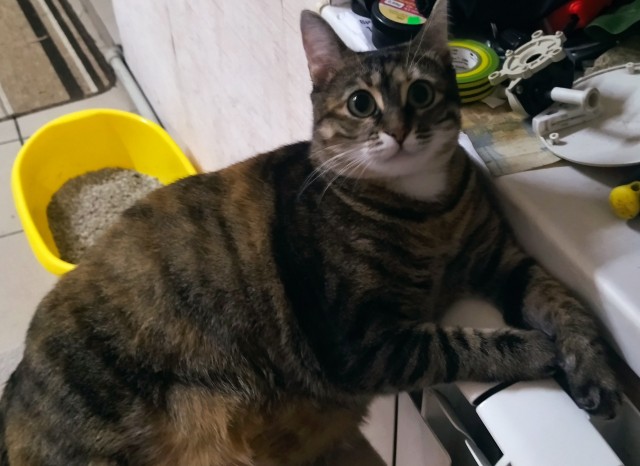 Котовторник. Февраль