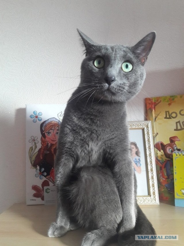 Котики в беде