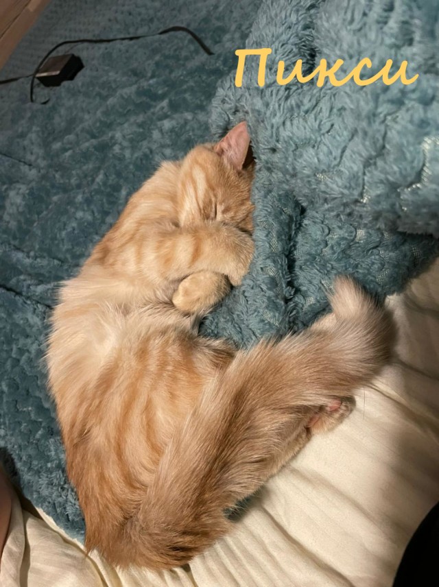 Жизнь домашнего приюта "Котоленд" 330