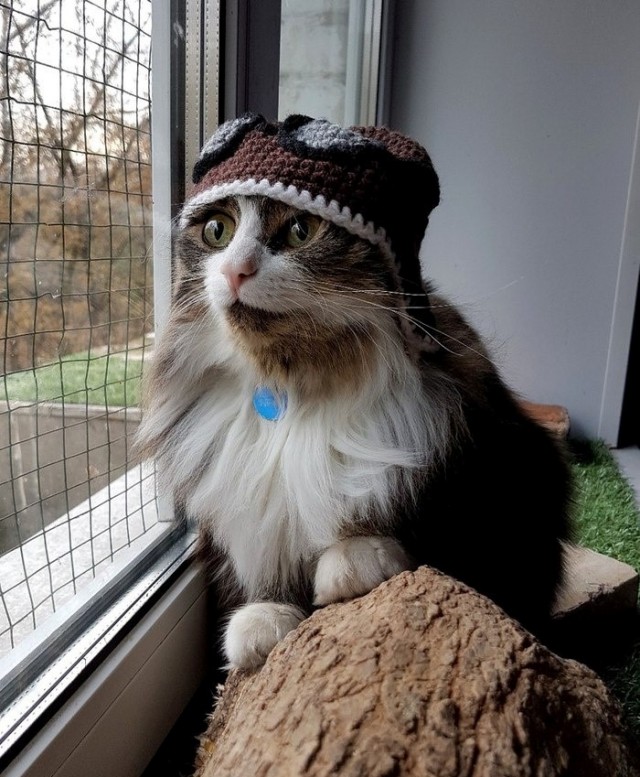 Не стало кота Мурлока