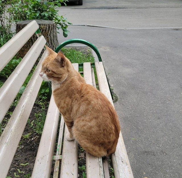 Котовторник 07.06.2022