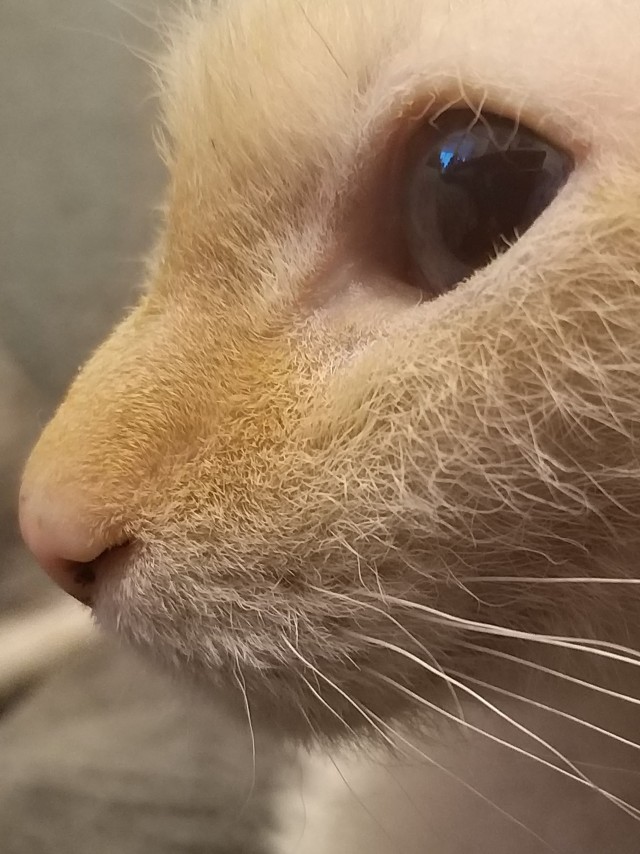 На котовторник
